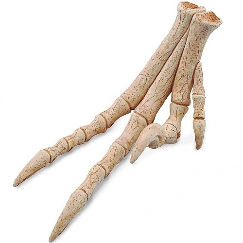 COLLECTA 89285 GIFT SET ZUB PAŘÁT VELOCIRAPTORA - Photo 1