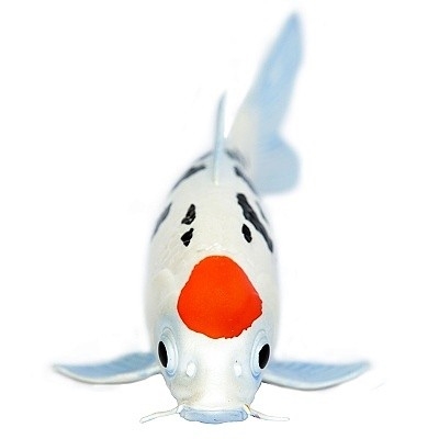 SAFARI 101025 KAPR KOI TANCHO - Photo 2