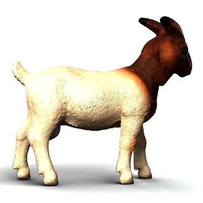 SCHLEICH 14929 Burská koza - Photo 1