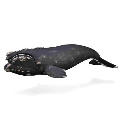 COLLECTA 88740 PRAVÁ VELRYBA