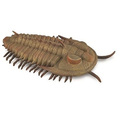 COLLECTA 88906 REDLICHIA REX TRILOBITE