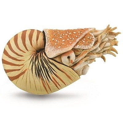 COLLECTA 88907 NAUTILUS POMPILIUS