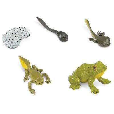 SAFARI 100057 ŽIVOTNÍ CYKLUS ŽÁBA ECO PACK