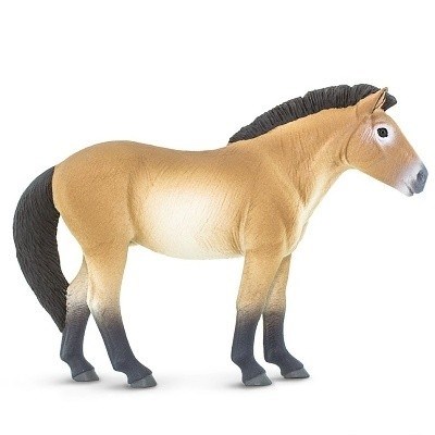 SAFARI 153505 KŮŇ PŘEVALSKÉHO