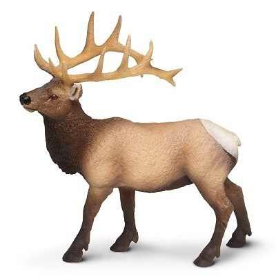 SAFARI 180329 WAPITI ZÁPADNÍ