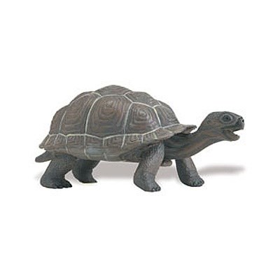 SAFARI 260829 ŽELVA GALAPÁŽSKÁ MLÁDĚ