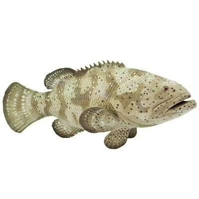 SAFARI 265329 KANIC ITAJARA