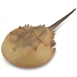 COLLECTA 88905 HORSESHOE CRAB