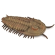 COLLECTA 88906 REDLICHIA REX TRILOBITE