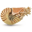 COLLECTA 88907 NAUTILUS POMPILIUS