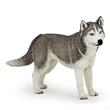 PAPO 54035 HUSKY