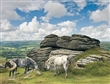 KONĚ V PARKU DARTMOOR PUZZLE RAVENSBURGER 2000 dílků  
