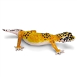 SAFARI 102504 GEKONČÍK NOČNÍ